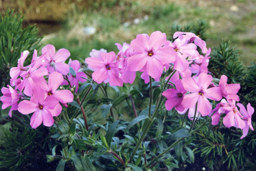Phlox amoena 'Rosea' photo